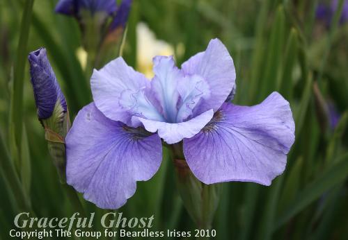 Graceful Ghost 27.5 (2)